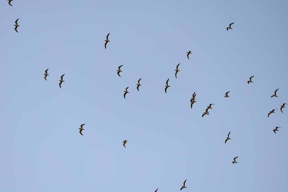 ILCE-6600  --  FE 200-600mm F5.6-6.3 G OSS -- 1/1000 sec at f / 6.3 -- ISO 100 -- 0 EV -- 