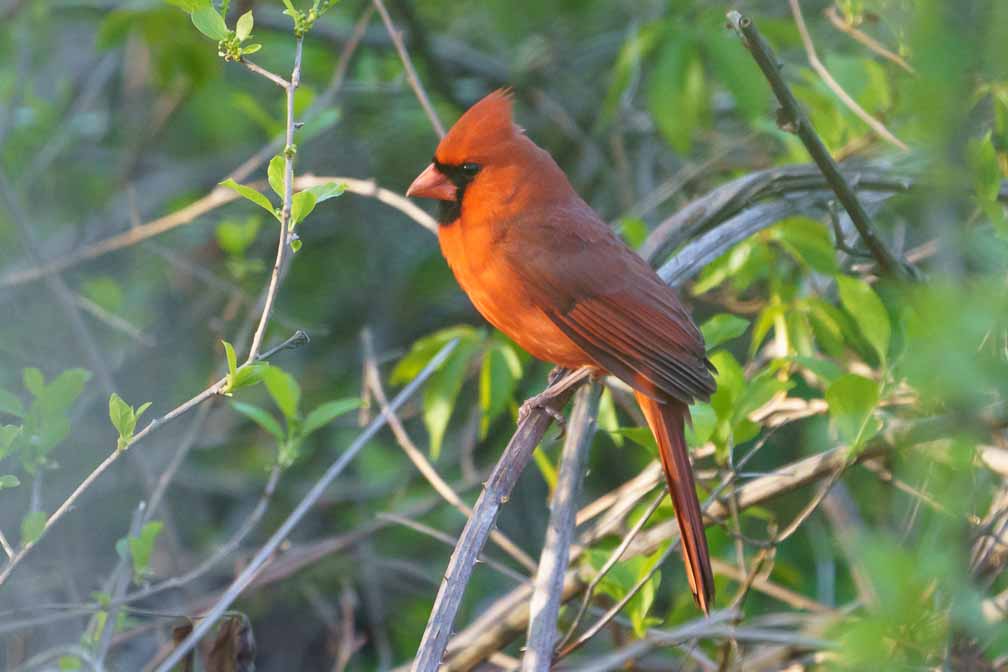 ILCE-6600  --  FE 200-600mm F5.6-6.3 G OSS -- 1/800 sec at f / 7.1 -- ISO 5000 -- 0 EV -- 