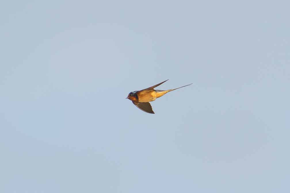 ILCE-6600  --  FE 200-600mm F5.6-6.3 G OSS -- 1/1000 sec at f / 6.3 -- ISO 200 -- 0 EV -- 