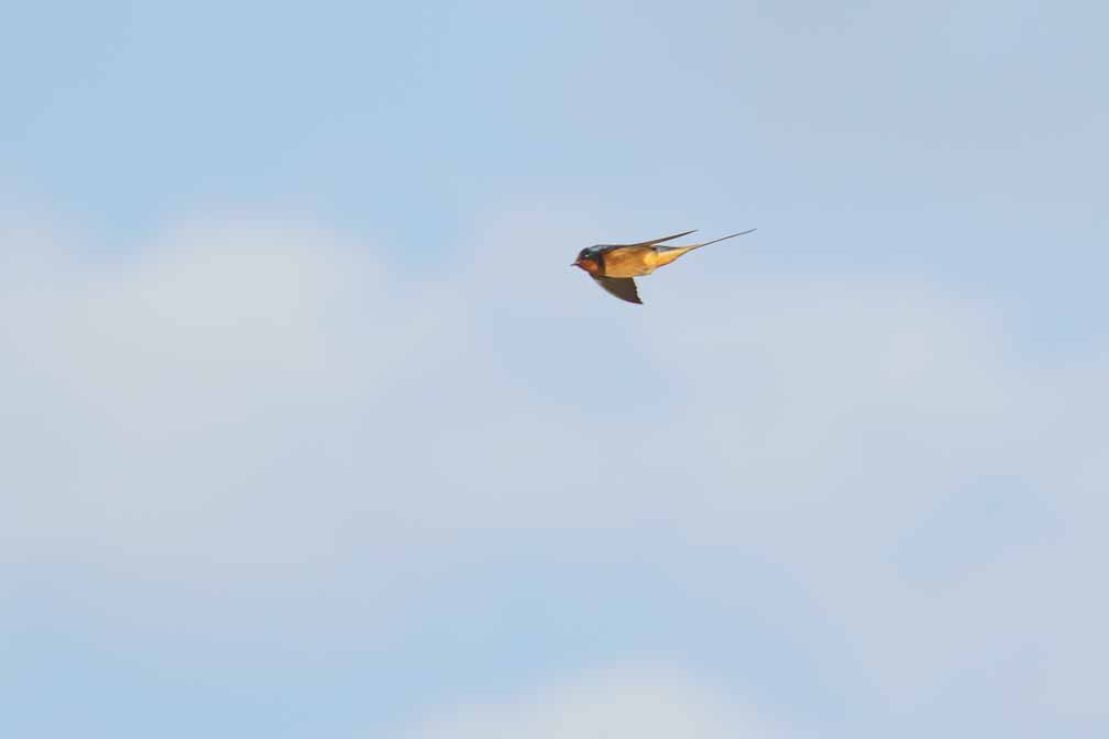 ILCE-6600  --  FE 200-600mm F5.6-6.3 G OSS -- 1/1000 sec at f / 6.3 -- ISO 200 -- 0 EV -- 