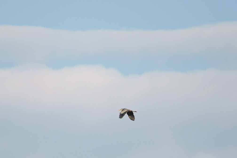 ILCE-6600  --  FE 200-600mm F5.6-6.3 G OSS -- 1/1000 sec at f / 6.3 -- ISO 200 -- 0 EV -- 