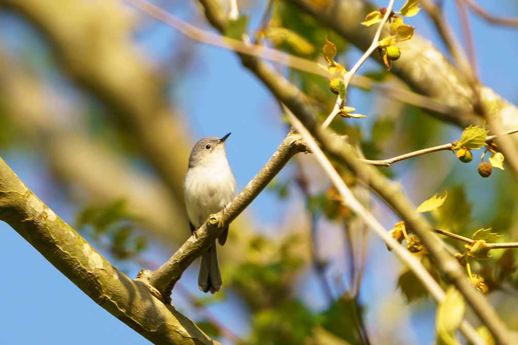 ILCE-6600  --  FE 200-600mm F5.6-6.3 G OSS -- 1/1000 sec at f / 6.3 -- ISO 400 -- 0 EV -- 