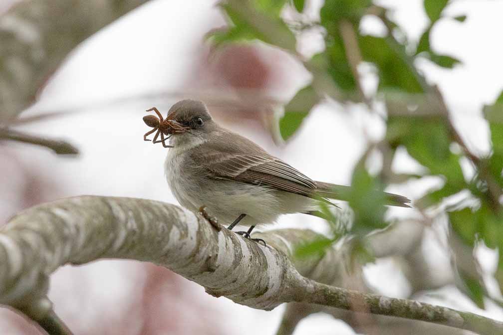 Canon EOS 7D Mark II  --  EF600mm f/4L IS II USM -- 1/1600 sec at f / 6.3 -- ISO 2500 -- 0 EV -- 