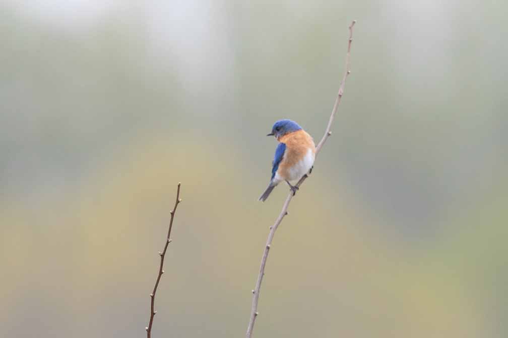 Canon EOS 7D Mark II  --  EF600mm f/4L IS II USM -- 1/1600 sec at f / 7.1 -- ISO 800 -- 0 EV -- 