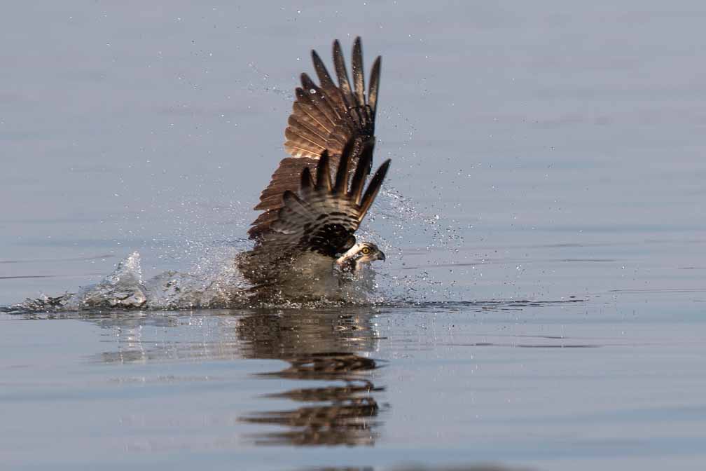 Canon EOS 7D Mark II  --  EF600mm f/4L IS II USM -- 1/1600 sec at f / 6.3 -- ISO 200 -- 0 EV -- 