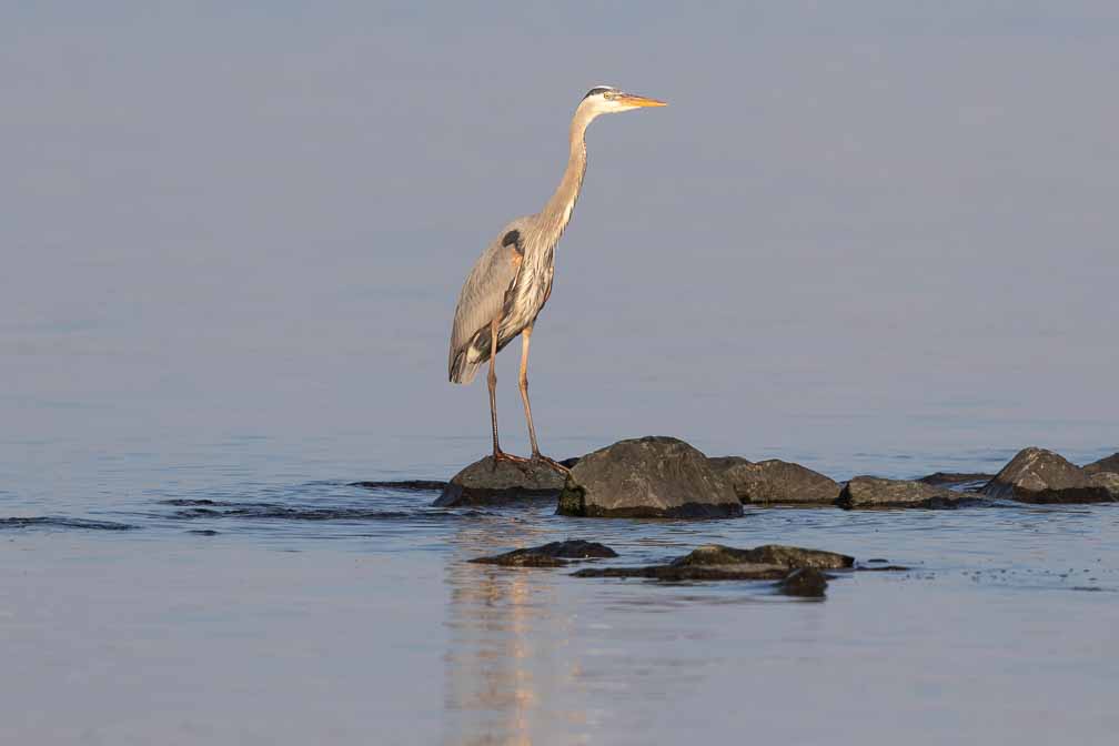 Canon EOS 7D Mark II  --  EF600mm f/4L IS II USM -- 1/1250 sec at f / 6.3 -- ISO 125 -- 0 EV -- 