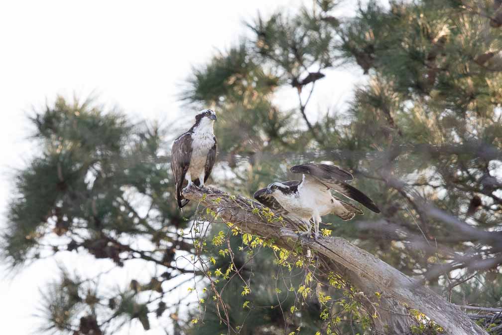 Canon EOS 7D Mark II  --  EF600mm f/4L IS II USM -- 1/1600 sec at f / 6.3 -- ISO 1600 -- 2/3 EV -- 