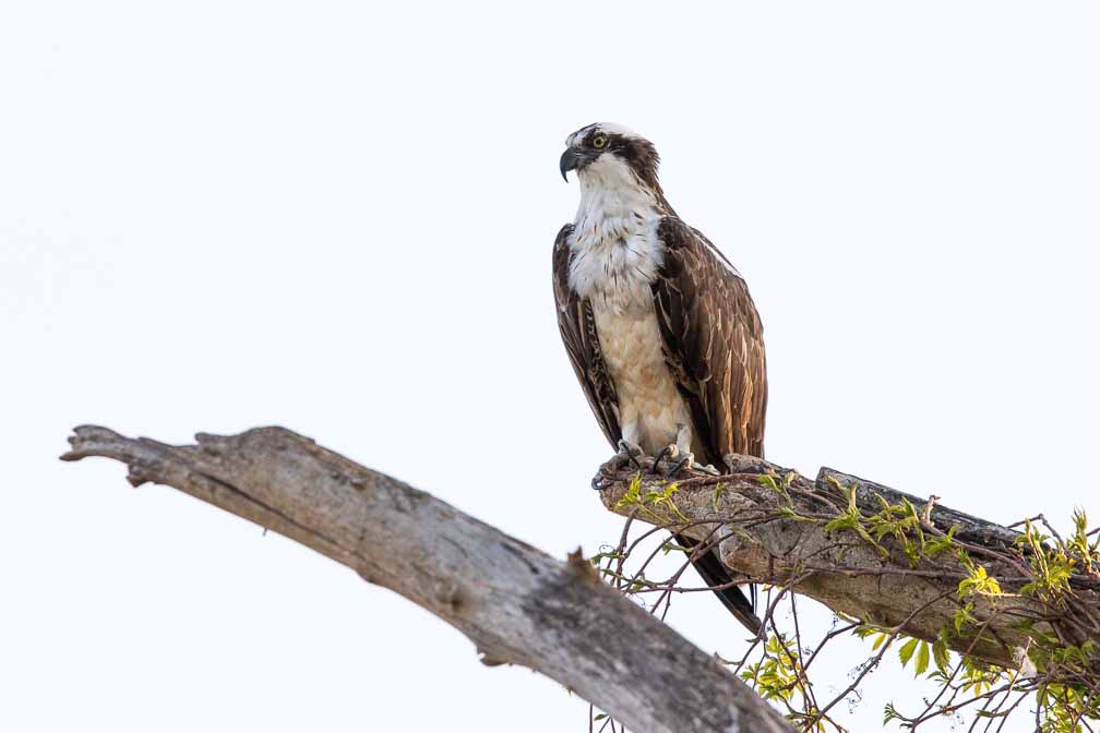 Canon EOS 7D Mark II  --  EF600mm f/4L IS II USM -- 1/1600 sec at f / 6.3 -- ISO 400 -- 2/3 EV -- 