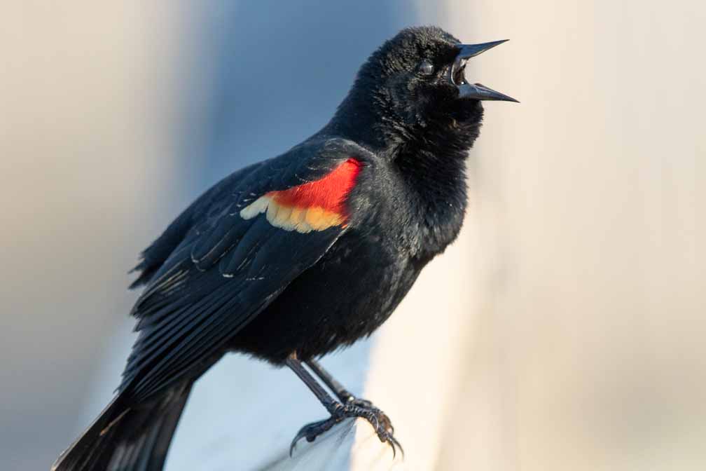 Canon EOS 7D Mark II  --  EF600mm f/4L IS II USM -- 1/1600 sec at f / 6.3 -- ISO 2000 -- 0 EV -- 