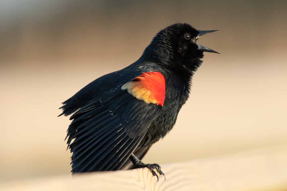 Canon EOS 7D Mark II  --  EF600mm f/4L IS II USM -- 1/1600 sec at f / 6.3 -- ISO 1250 -- 0 EV -- 