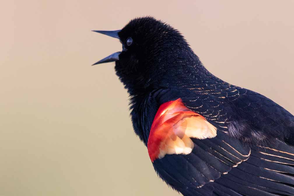 Canon EOS 7D Mark II  --  EF600mm f/4L IS II USM -- 1/1600 sec at f / 6.3 -- ISO 3200 -- 0 EV -- 