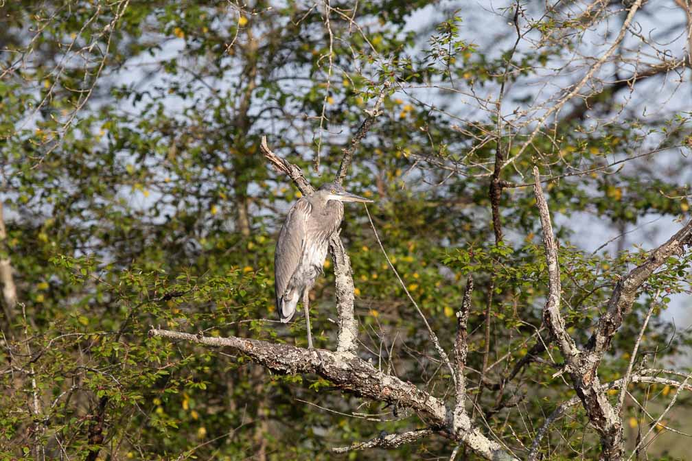 Canon EOS 7D Mark II  --  EF600mm f/4L IS II USM -- 1/1600 sec at f / 6.3 -- ISO 400 -- 0 EV -- 