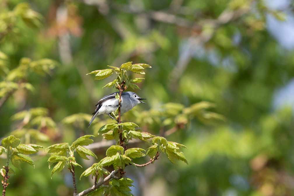 Canon EOS 7D Mark II  --  EF600mm f/4L IS II USM -- 1/1600 sec at f / 6.3 -- ISO 640 -- 0 EV -- 