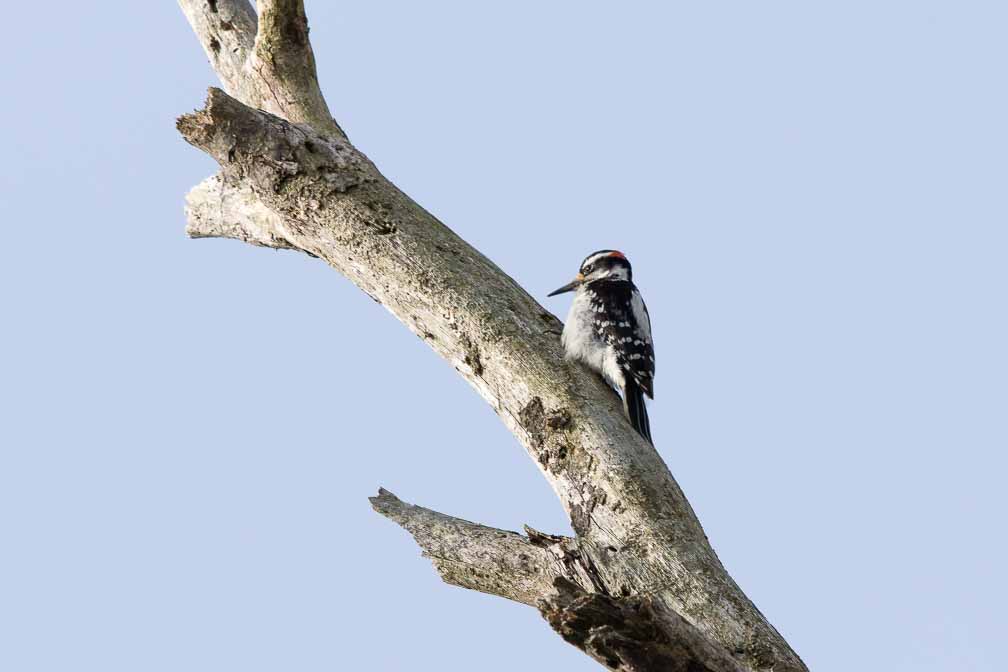 Canon EOS 7D Mark II  --  EF600mm f/4L IS II USM -- 1/1600 sec at f / 6.3 -- ISO 100 -- 0 EV -- 