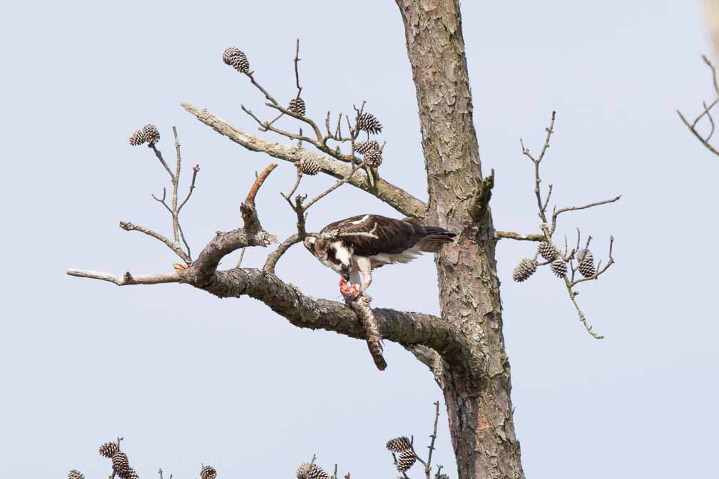 Canon EOS 7D Mark II  --  EF600mm f/4L IS II USM -- 1/1600 sec at f / 6.3 -- ISO 100 -- 0 EV -- 