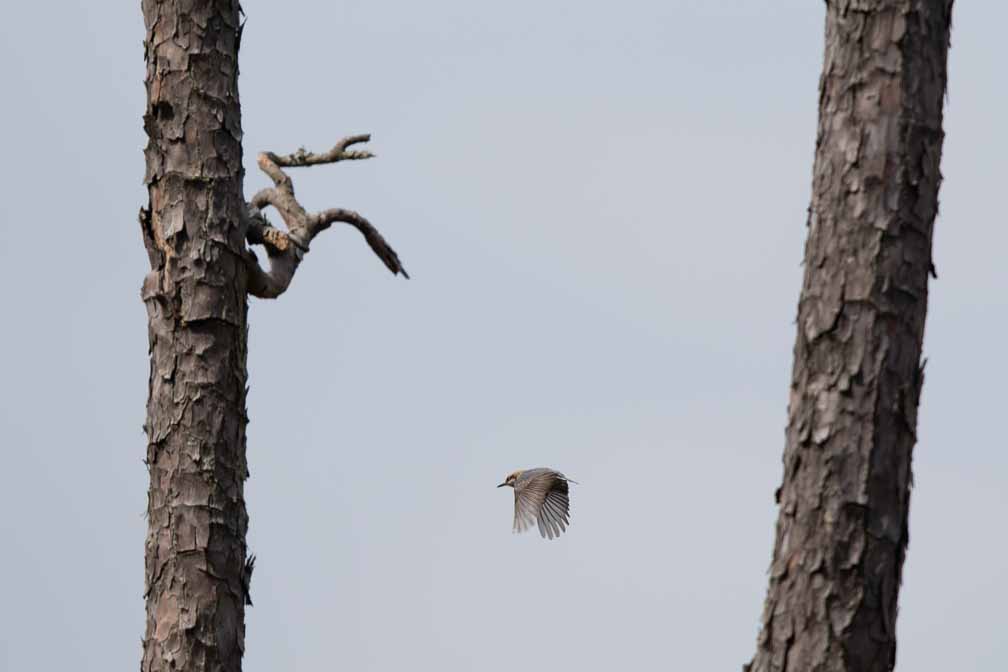 Canon EOS 7D Mark II  --  EF600mm f/4L IS II USM -- 1/1250 sec at f / 5.0 -- ISO 100 -- 2/3 EV -- 