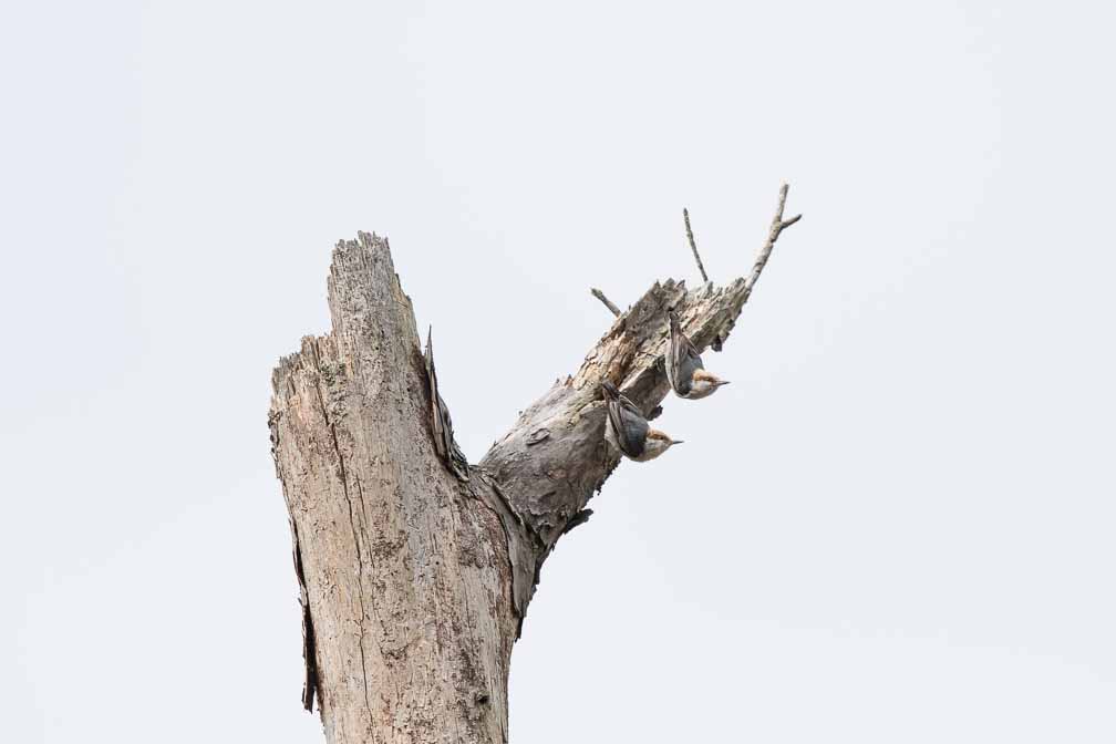 Canon EOS 7D Mark II  --  EF600mm f/4L IS II USM -- 1/1250 sec at f / 5.6 -- ISO 100 -- 2/3 EV -- 