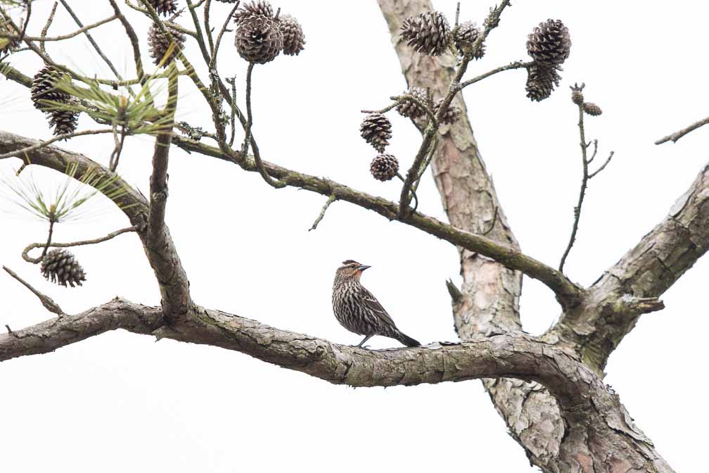 Canon EOS 7D Mark II  --  EF600mm f/4L IS II USM -- 1/1000 sec at f / 5.0 -- ISO 100 -- 1 1/3 EV -- 