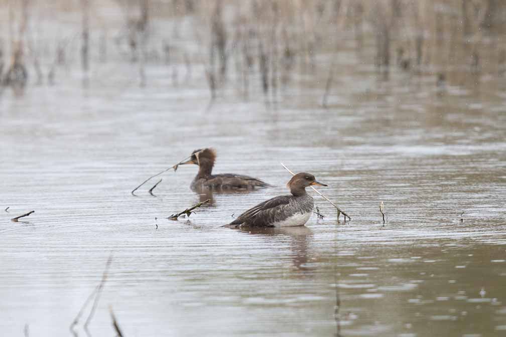 Canon EOS 7D Mark II  --  EF600mm f/4L IS II USM -- 1/1250 sec at f / 5.0 -- ISO 800 -- 1 1/3 EV -- 