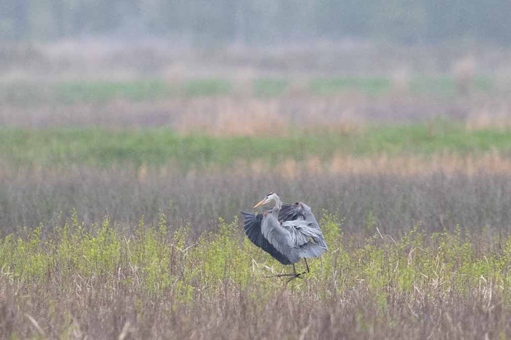 Canon EOS 7D Mark II  --  EF600mm f/4L IS II USM -- 1/1250 sec at f / 5.0 -- ISO 800 -- 2/3 EV -- 