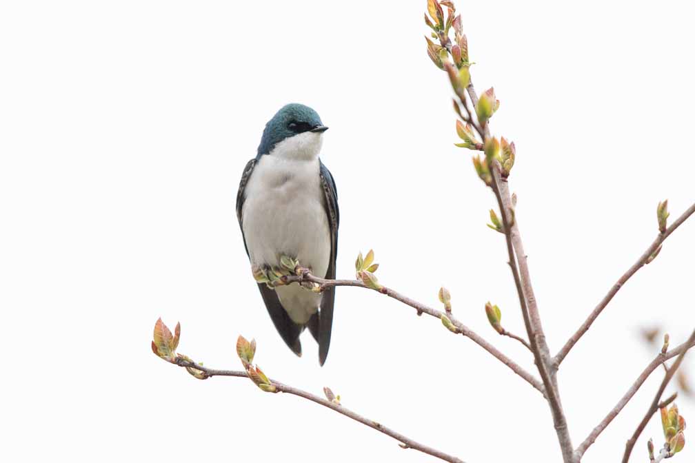 Canon EOS 7D Mark II  --  EF600mm f/4L IS II USM -- 1/1250 sec at f / 5.0 -- ISO 100 -- 2/3 EV -- 