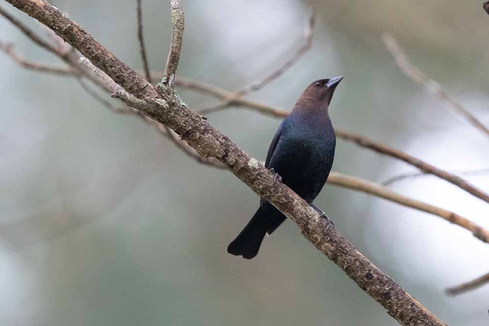 Canon EOS 7D Mark II  --  EF600mm f/4L IS II USM -- 1/1250 sec at f / 5.0 -- ISO 3200 -- 2/3 EV -- 