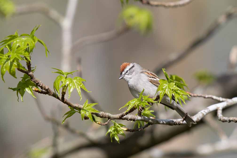 Canon EOS 7D Mark II  --  EF600mm f/4L IS II USM -- 1/1250 sec at f / 5.0 -- ISO 200 -- 1/3 EV -- 