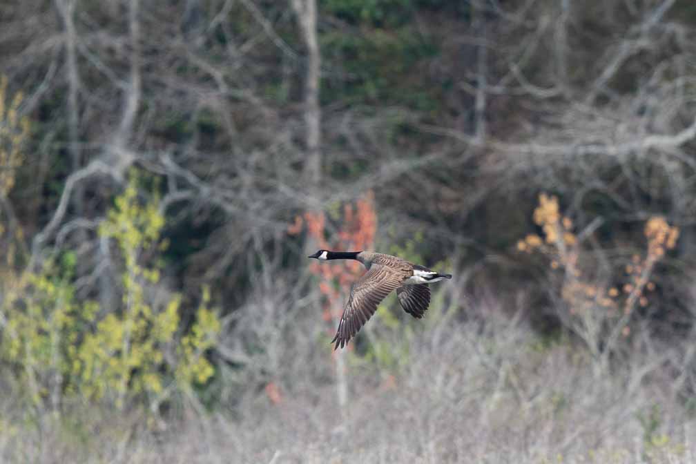 Canon EOS 7D Mark II  --  EF600mm f/4L IS II USM -- 1/1250 sec at f / 5.0 -- ISO 400 -- 1/3 EV -- 