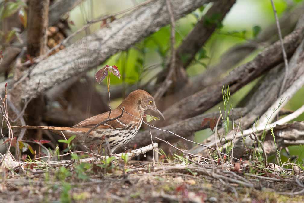 Canon EOS 7D Mark II  --  EF600mm f/4L IS II USM -- 1/1250 sec at f / 5.0 -- ISO 500 -- 0 EV -- 