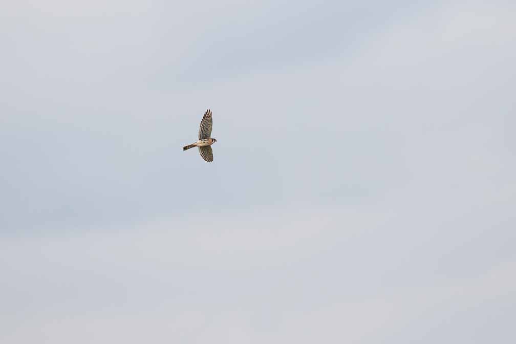 Canon EOS 7D Mark II  --  EF600mm f/4L IS II USM -- 1/3200 sec at f / 5.0 -- ISO 400 -- 1 EV -- 