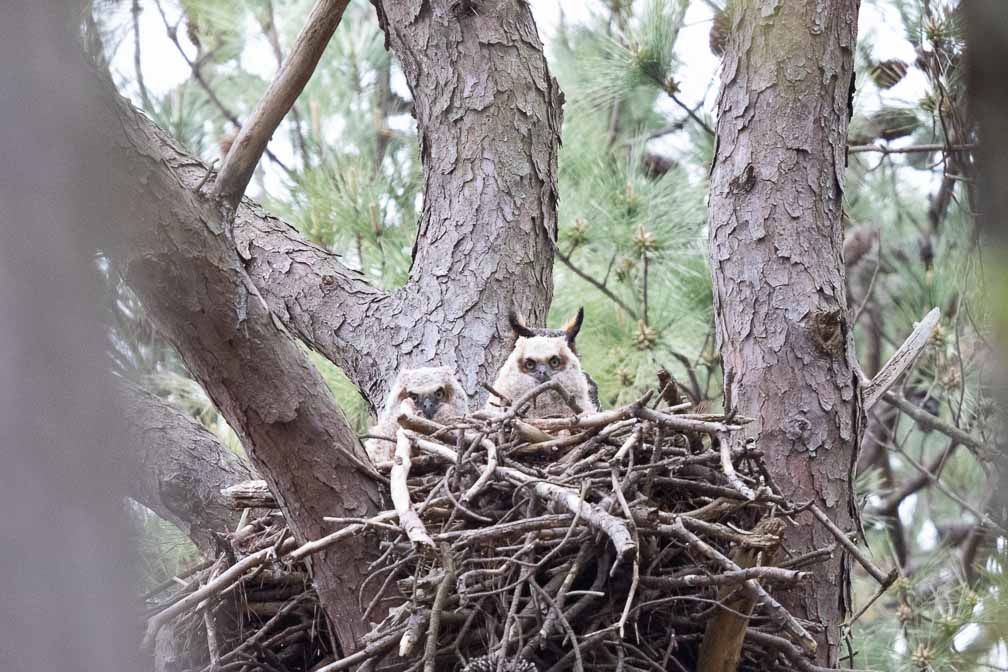 Canon EOS 7D Mark II  --  EF600mm f/4L IS II USM -- 1/1250 sec at f / 5.0 -- ISO 2000 -- 1 EV -- 