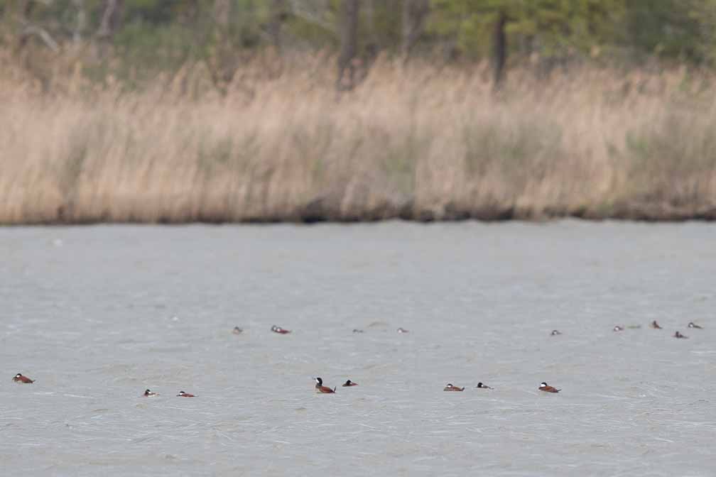 Canon EOS 7D Mark II  --  EF600mm f/4L IS II USM -- 1/1250 sec at f / 5.0 -- ISO 320 -- 1 EV -- 