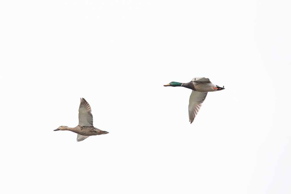 Canon EOS 7D Mark II  --  EF600mm f/4L IS II USM -- 1/1250 sec at f / 5.0 -- ISO 100 -- 1 EV -- 