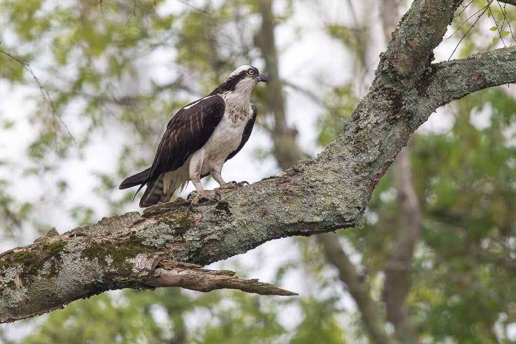 Canon EOS 7D Mark II  --  EF600mm f/4L IS II USM -- 1/640 sec at f / 5.0 -- ISO 500 -- 2/3 EV -- 