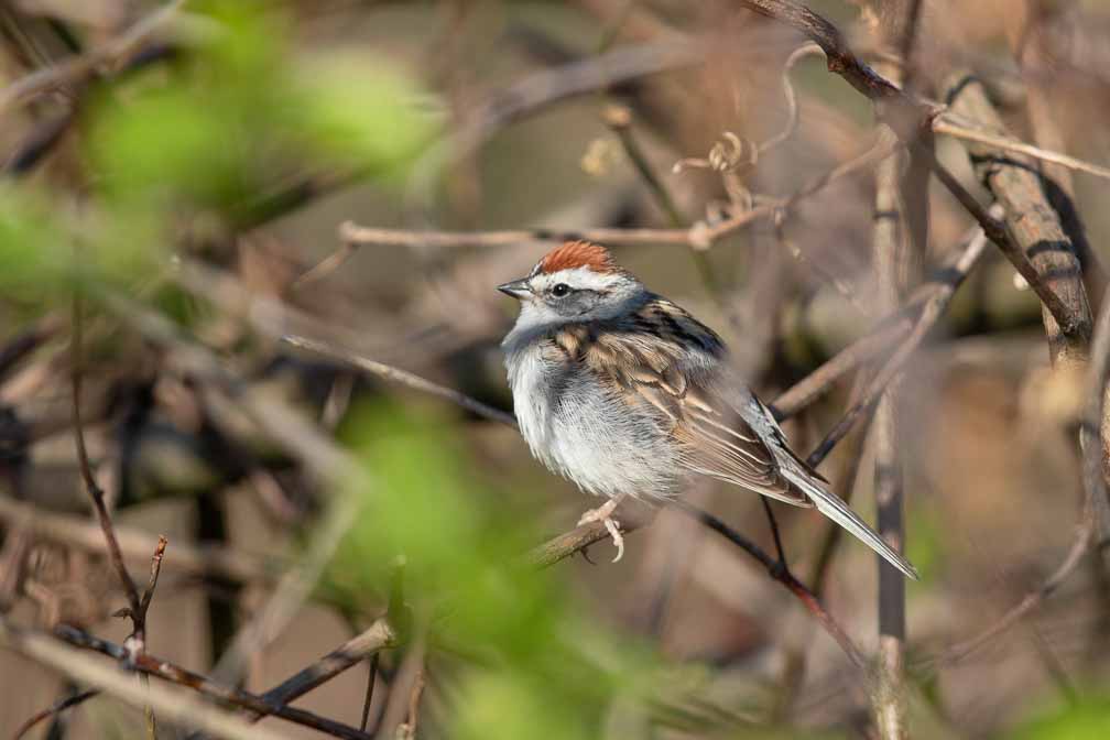 Canon EOS 7D Mark II  --  EF600mm f/4L IS II USM -- 1/1250 sec at f / 5.0 -- ISO 200 -- 0 EV -- 