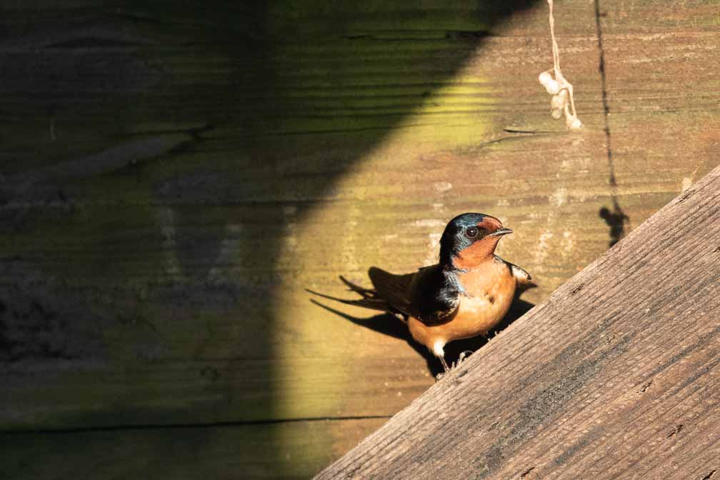 Canon EOS 7D Mark II  --  EF600mm f/4L IS II USM -- 1/2000 sec at f / 5.0 -- ISO 1600 -- 0 EV -- 