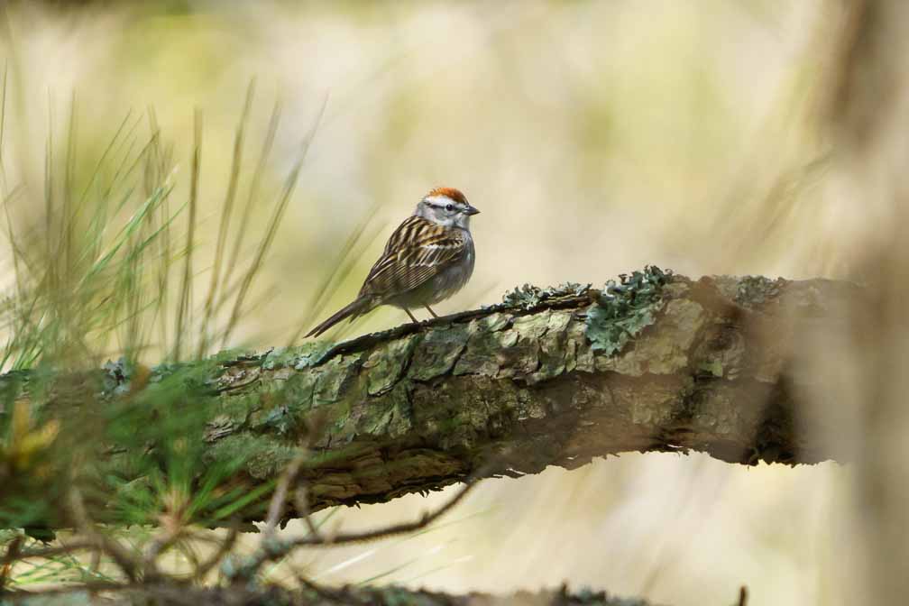 ILCE-6600  --  FE 200-600mm F5.6-6.3 G OSS -- 1/2000 sec at f / 6.3 -- ISO 1000 -- 0 EV -- 