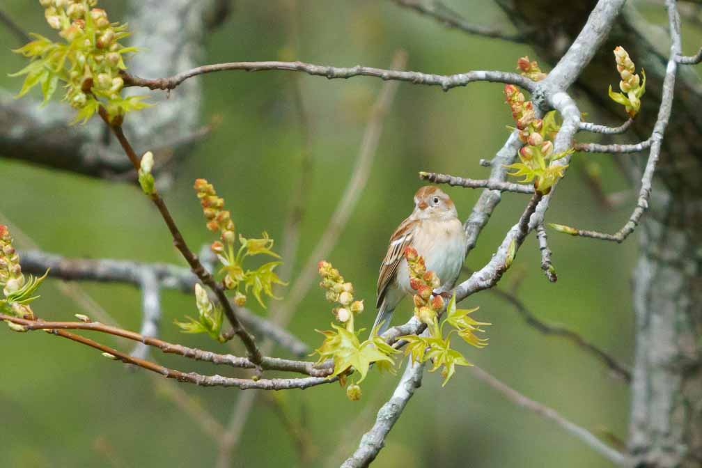 ILCE-6600  --  FE 200-600mm F5.6-6.3 G OSS -- 1/2000 sec at f / 6.3 -- ISO 2000 -- 0 EV -- 