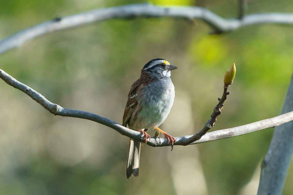 ILCE-6600  --  FE 200-600mm F5.6-6.3 G OSS -- 1/1600 sec at f / 7.1 -- ISO 4000 -- -3/10 EV -- 