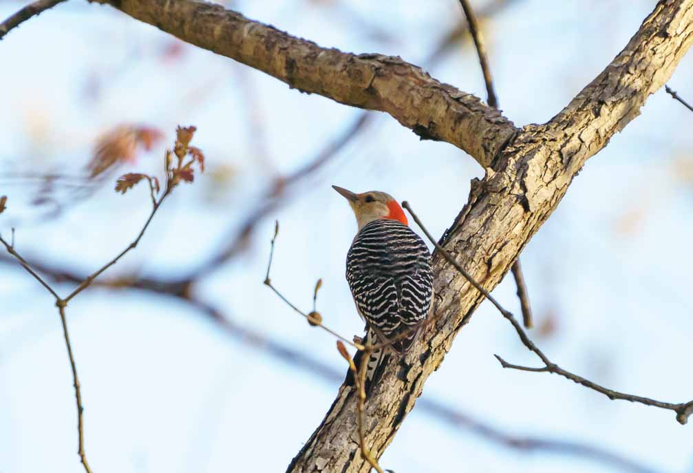 ILCE-6600  --  FE 200-600mm F5.6-6.3 G OSS -- 1/1600 sec at f / 7.1 -- ISO 500 -- -3/10 EV -- 