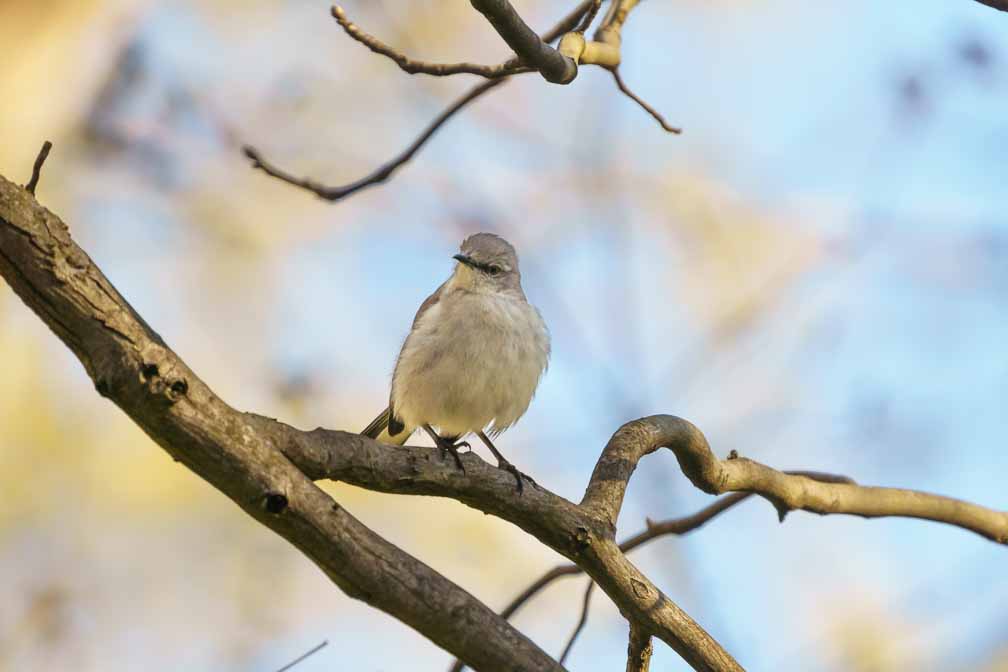 ILCE-6600  --  FE 200-600mm F5.6-6.3 G OSS -- 1/1600 sec at f / 7.1 -- ISO 640 -- -3/10 EV -- 