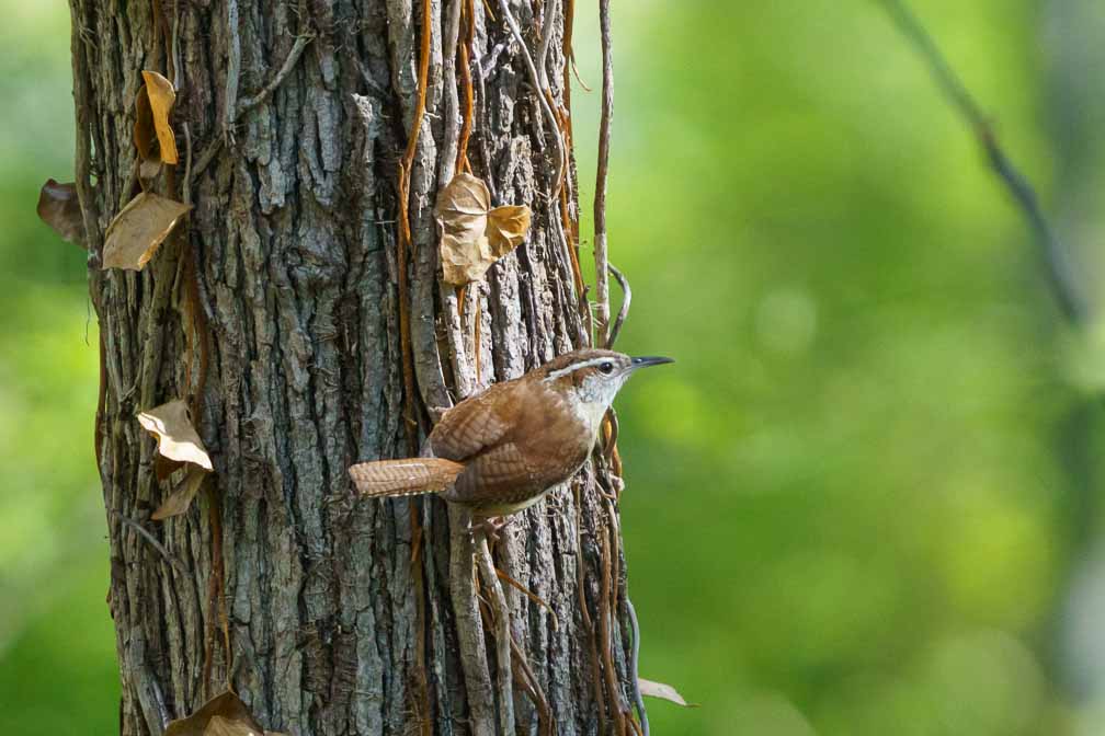 ILCE-6600  --  FE 200-600mm F5.6-6.3 G OSS -- 1/2000 sec at f / 6.3 -- ISO 4000 -- 0 EV -- 