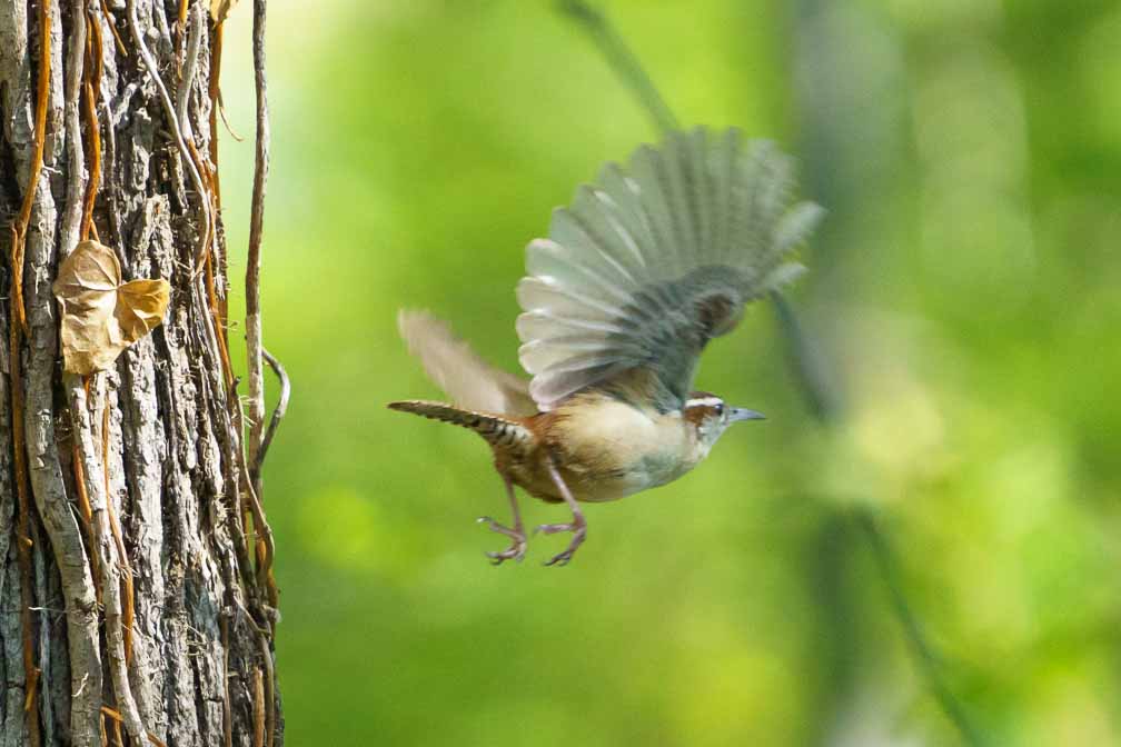 ILCE-6600  --  FE 200-600mm F5.6-6.3 G OSS -- 1/2000 sec at f / 6.3 -- ISO 4000 -- 0 EV -- 