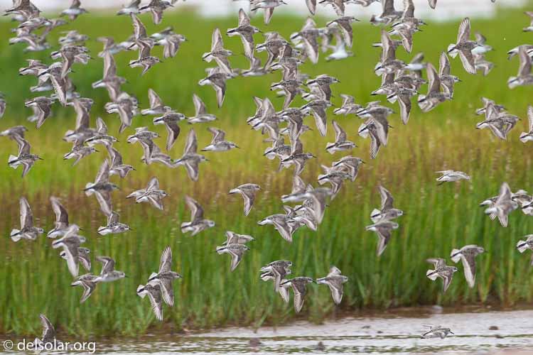 Canon EOS 40D  --  500 mm  --  EF500mm f/4L IS USM  