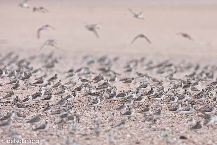 Canon EOS 40D  --  500 mm  --  EF500mm f/4L IS USM  