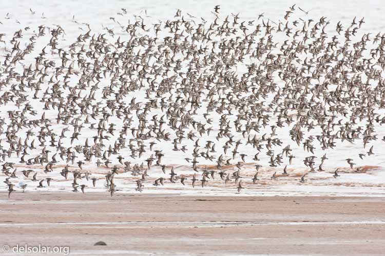 Canon EOS 40D  --  500 mm  --  EF500mm f/4L IS USM  