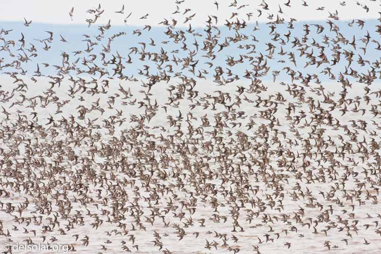 Canon EOS 40D  --  500 mm  --  EF500mm f/4L IS USM  