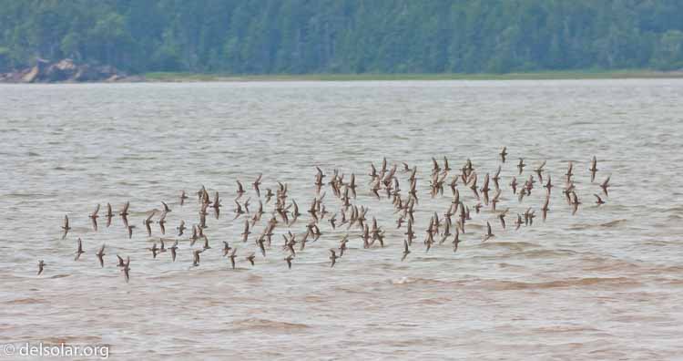 Canon EOS 40D  --  500 mm  --  EF500mm f/4L IS USM  