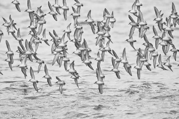 Canon EOS 40D  --  500 mm  --  EF500mm f/4L IS USM  