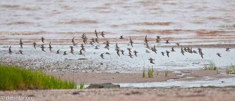 Canon EOS 5D Mark II  --  300 mm  --  EF300mm f/2.8L IS USM  